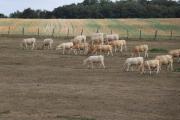 a-la-recherche-dherbe-verte